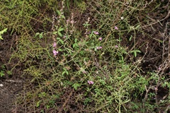 Indigofera gracilis