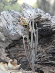 Fritillaria pinetorum