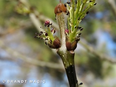 Fraxinus angustifolia oxycarpa