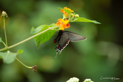 Parides bunichus damocrates