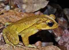 Incilius leucomyos