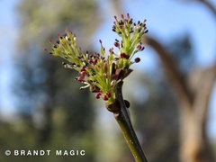 Fraxinus angustifolia oxycarpa