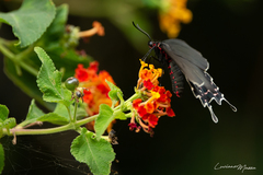 Parides bunichus damocrates