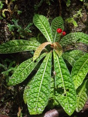 Hoffmannia discolor