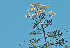 Verbesina agricolarum