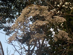 Verbesina myriocephala