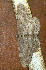 Percnia fumidaria