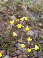 Triphysaria eriantha