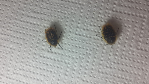 Hairy Rose Beetle