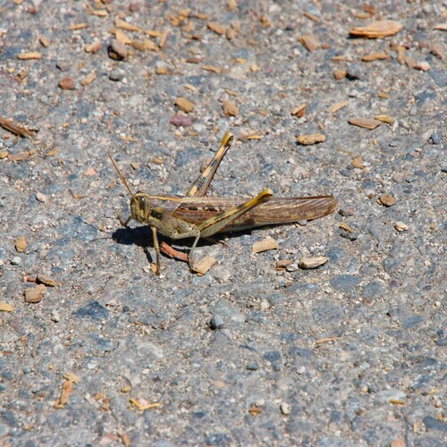 iNaturalist observation photo of Gray Bird Grasshopper