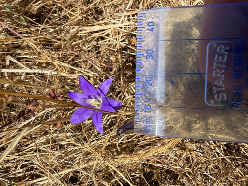 iNaturalist observation photo of Dwarf Brodiaea