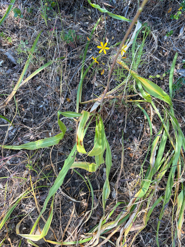iNaturalist observation photo of wavy-leafed soap plant
