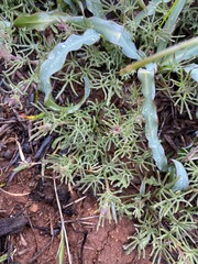 Calystegia stebbinsii