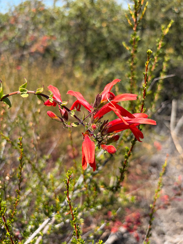 iNaturalist observation photo of heartleaf keckiella