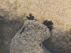Holothuria atra