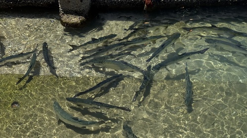Megalops atlanticus
