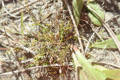 Isolepis basilaris