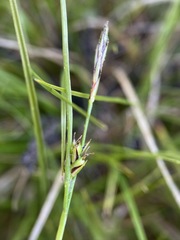 Carex xerophila