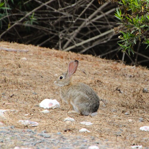 iNaturalist observation photo of Desert Cottontail