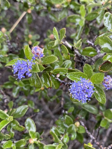 Lemmon's ceanothus (Ceanothus lemmonii)