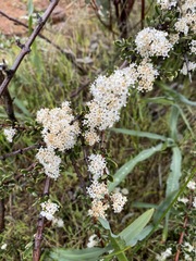 Ceanothus roderickii
