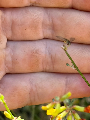 iNaturalist observation photo of Calligrapher Flies
