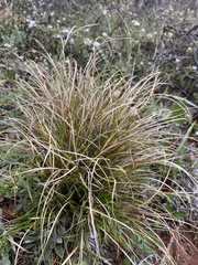 Carex xerophila