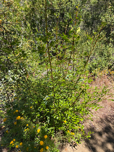 iNaturalist observation photo of California Ash