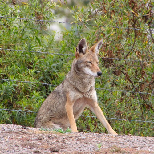 iNaturalist observation photo of Coyote