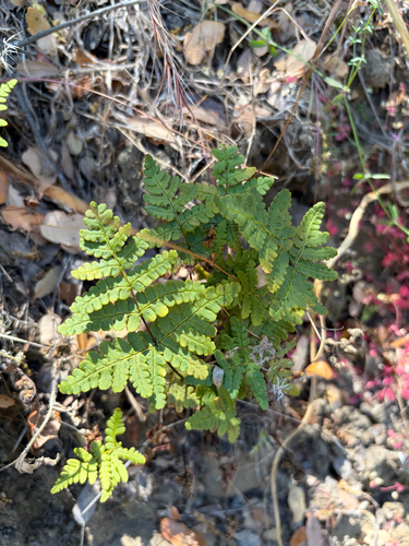 iNaturalist observation photo of goldback fern