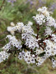 Ceanothus roderickii