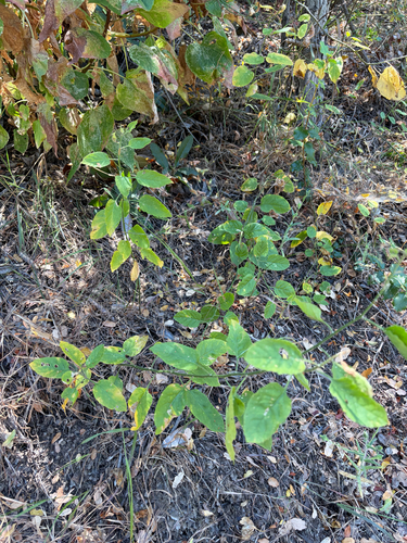 iNaturalist observation photo of purple nightshade