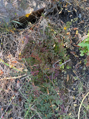 iNaturalist observation photo of Coffee Fern