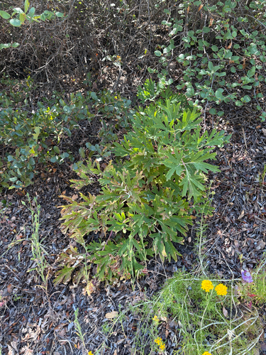 iNaturalist observation photo of California Peony