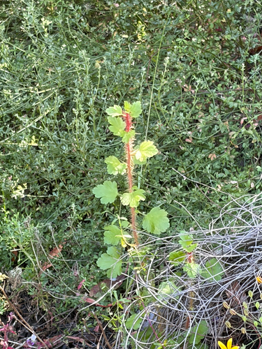 iNaturalist observation photo of Fuchsiaflower Gooseberry