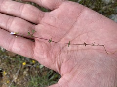 Leptosiphon bolanderi