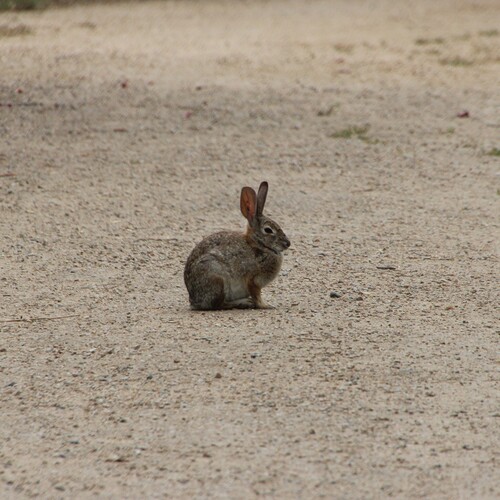 iNaturalist observation photo of Desert Cottontail