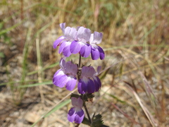 Collinsia concolor