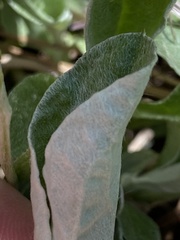 Antennaria parlinii fallax