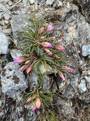 Lewisia rediviva