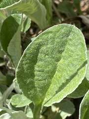Antennaria parlinii fallax