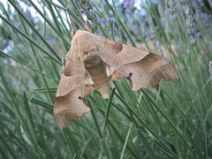 Marumba quercus
