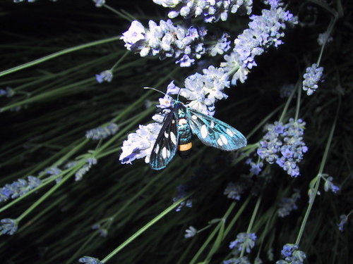 Nine-spotted Moth photo 4