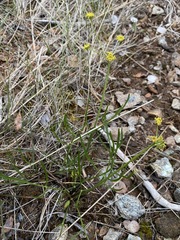 Lomatium marginatum marginatum
