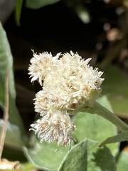 Antennaria parlinii fallax