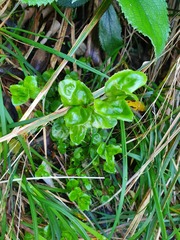 Epilobium chlorifolium