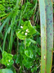 Epilobium chlorifolium