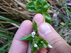 Epilobium chlorifolium