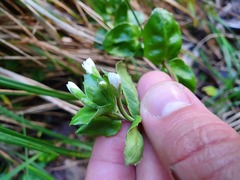 Epilobium chlorifolium