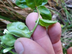 Epilobium chlorifolium